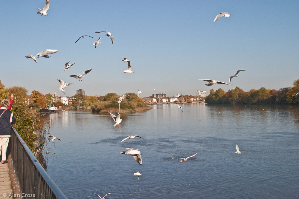 Looking towards Hammersmith from the Barnes side