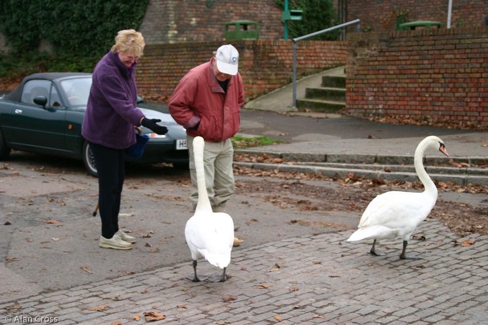 Anne and Kelvin Cox talking to the swans!