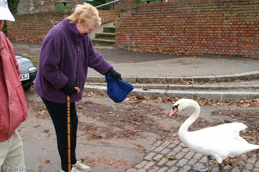 Anne Cox talking to the swans!