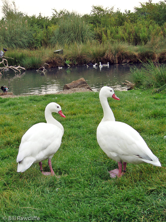 'Different' swans