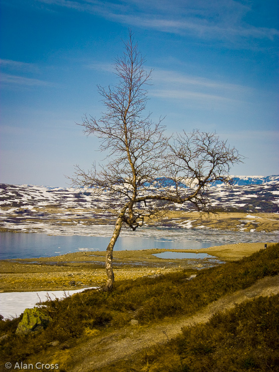'Lone Tree': Sysenvatn, Norway (2008)