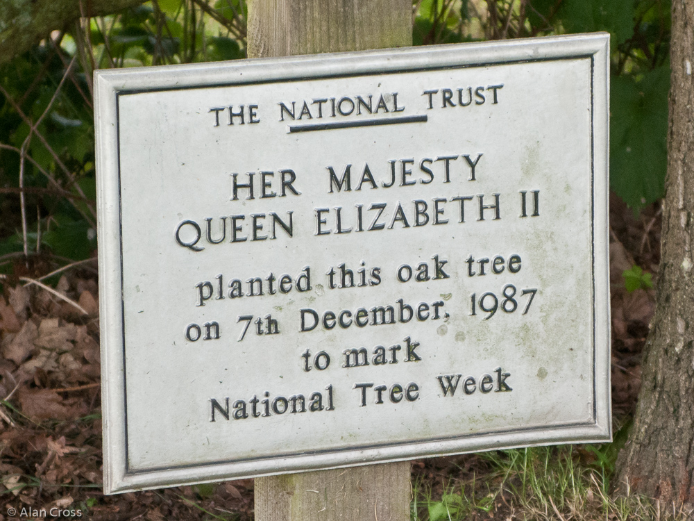 Tree planted by the Queen