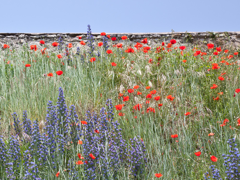 'Floral Wall': Chateau de Chinon, Saumur, France (2012)