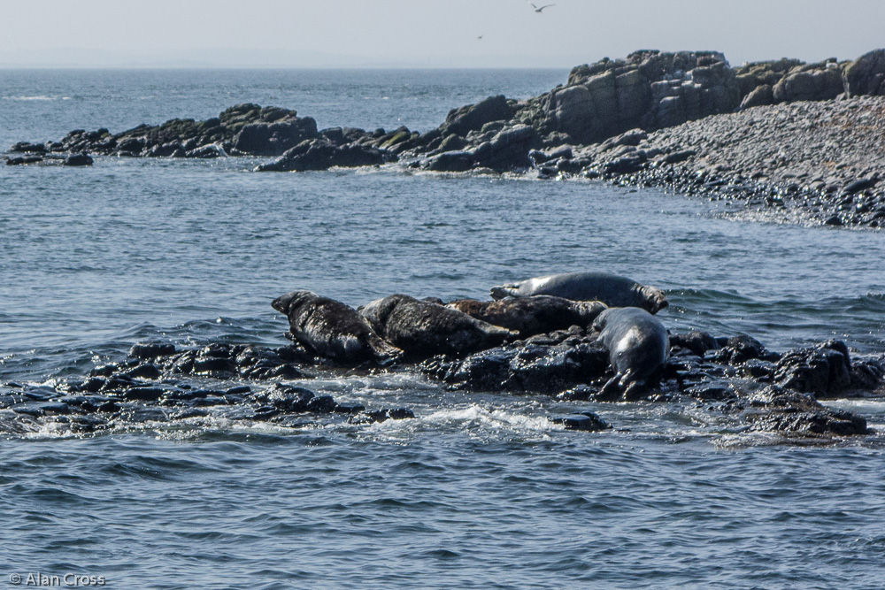 Seals basking on a rock