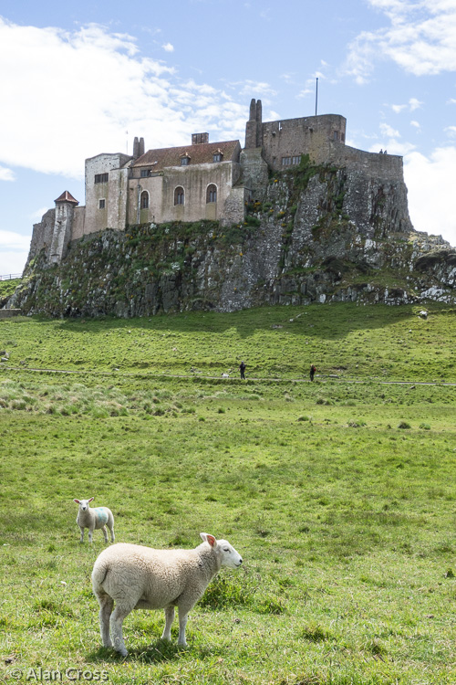 Castle and lamb!