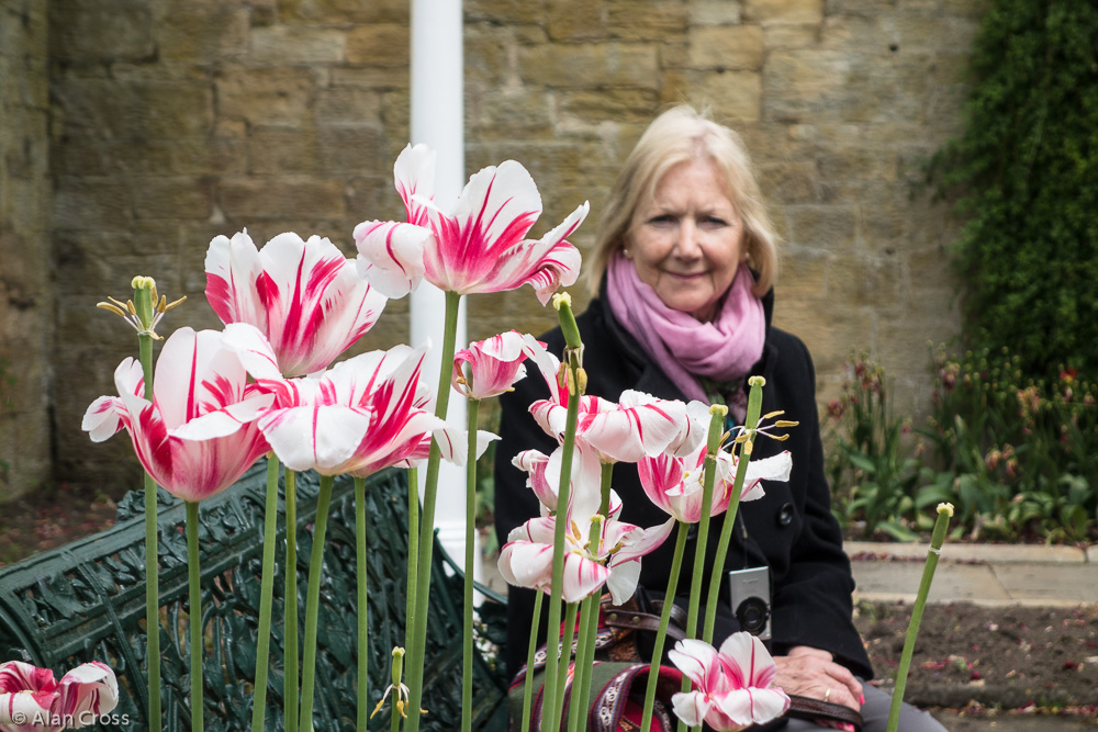 In the Formal Garden: tulips and Eileen