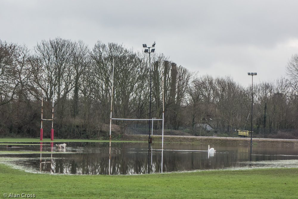 A rugby 'conversion' into Swan Lake