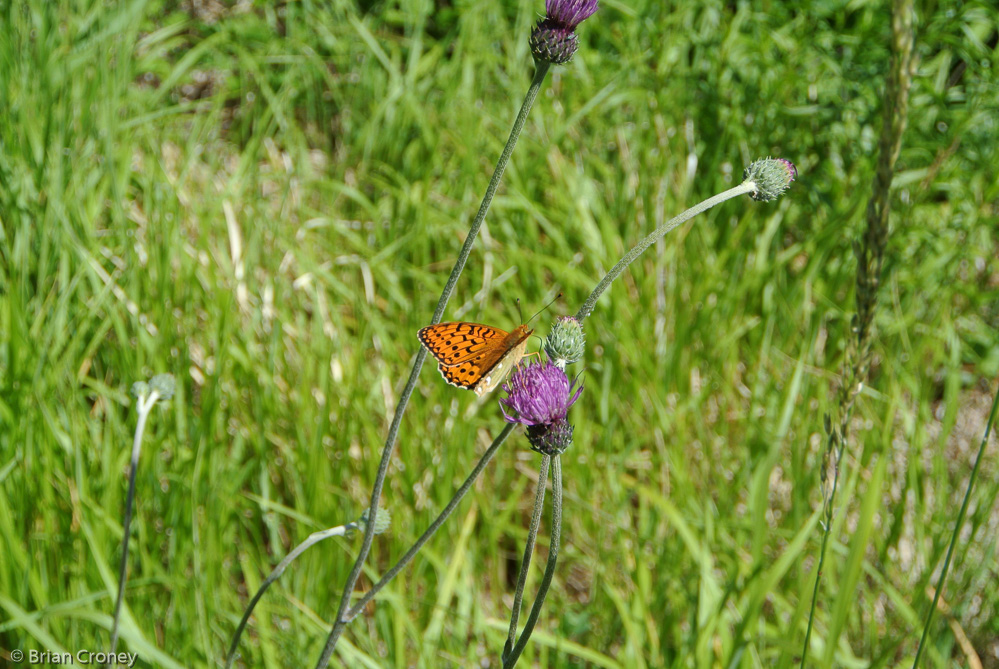 Mountain butterfly in the Vercors