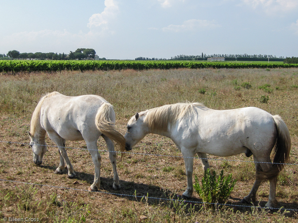 Camargue - the white horses