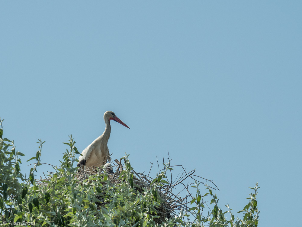 Camargue - stork on the nest