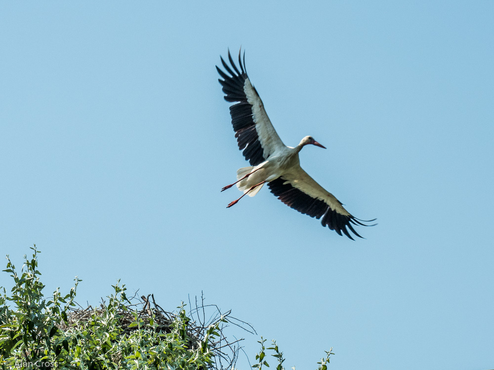 Camargue - stork leaving the nest