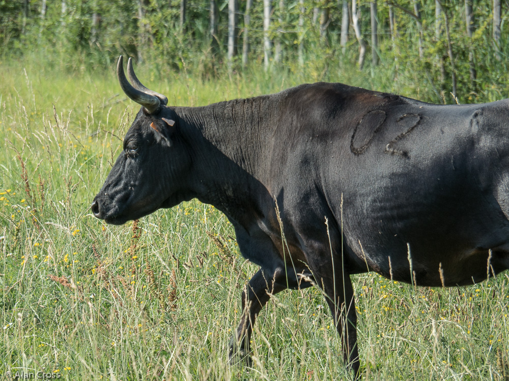 Camargue - bull