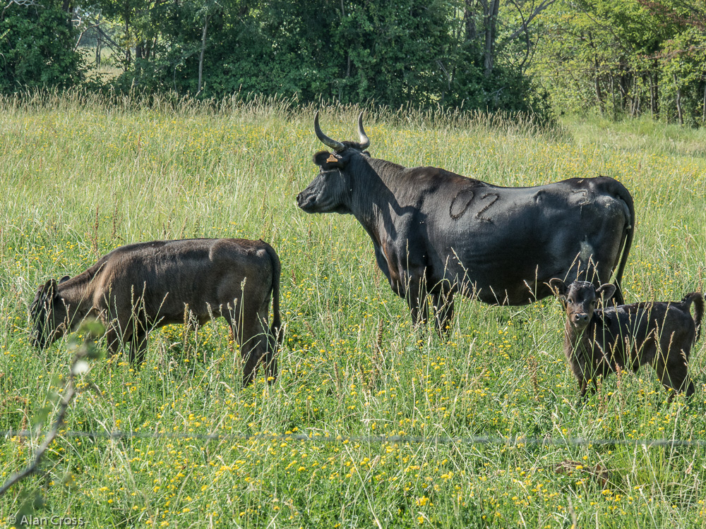 Camargue - bull and calves