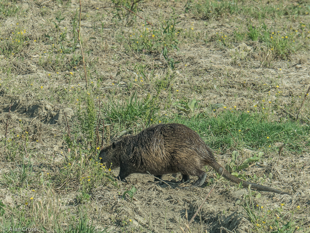 Camargue - a coypu scuttles across in front of our Landrover Defender