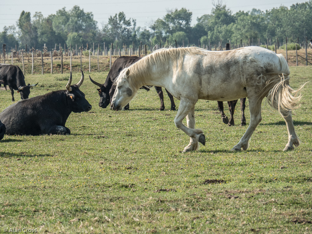 Camargue - the horses and bulls live happily together