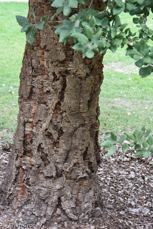 The cork oak
