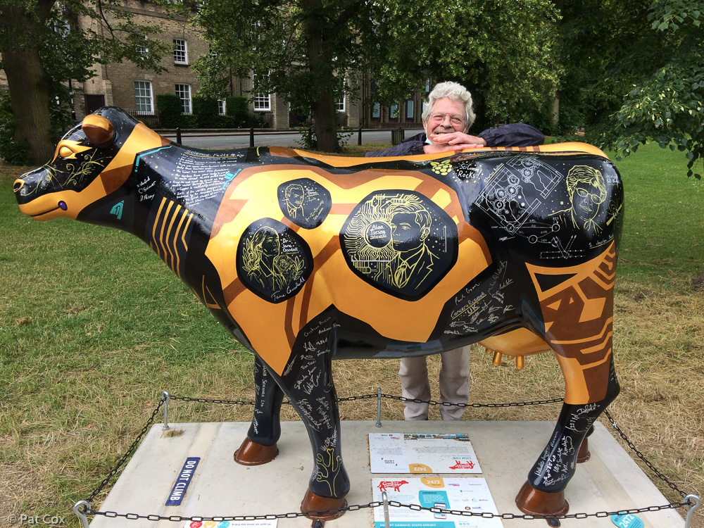 Rob, with the cow celebrating Cambridge's scientific achievements