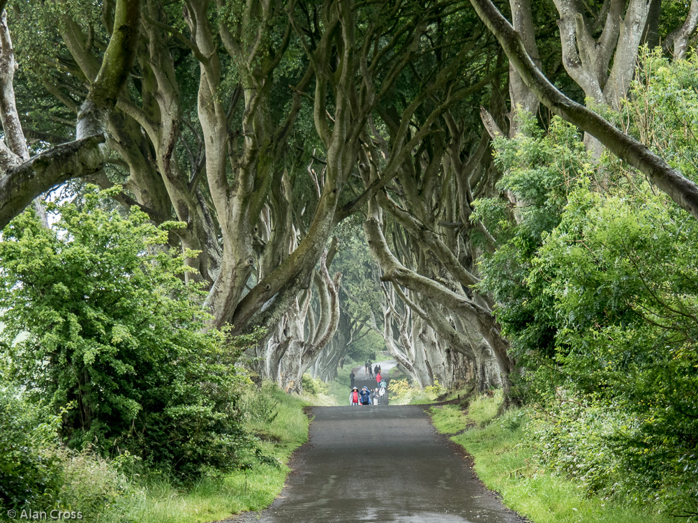 'The Dark Hedges' (Game of Thrones)
