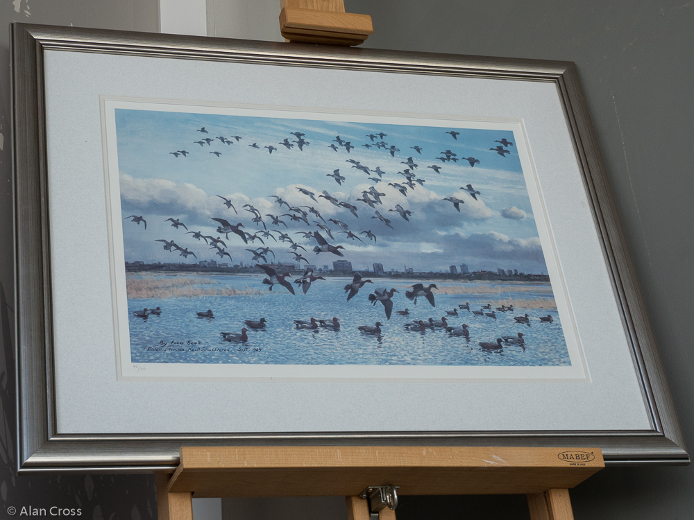 Print of Peter Scott painting, completed by Keith Shackleton