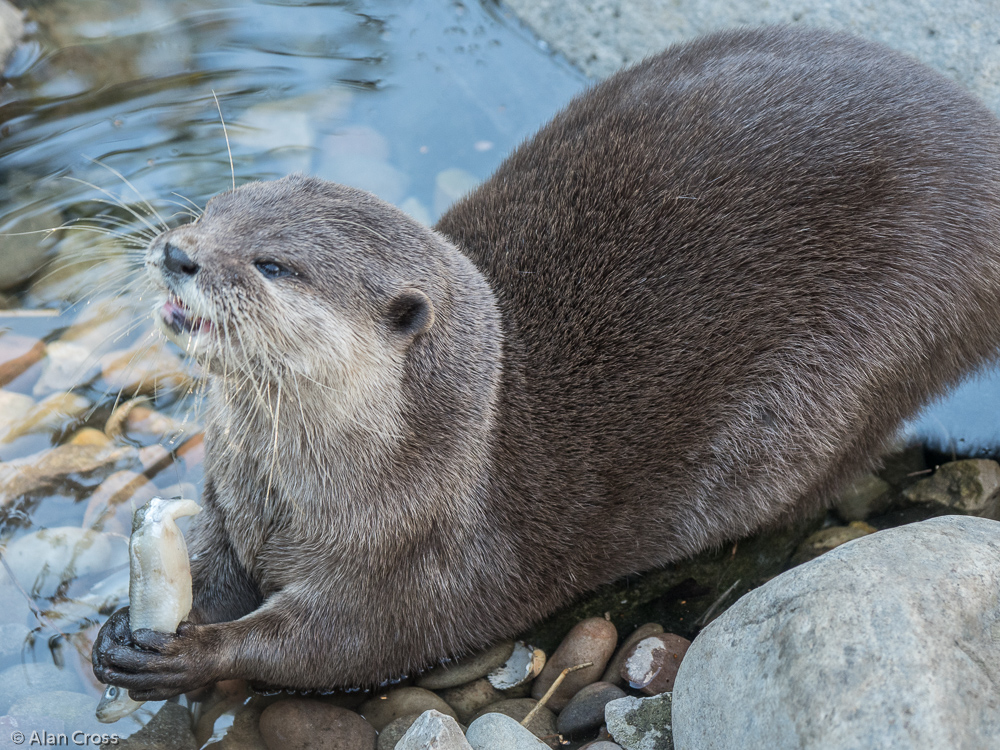 Feeding time at the otter enclosure