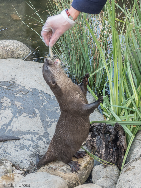 Feeding time at the otter enclosure