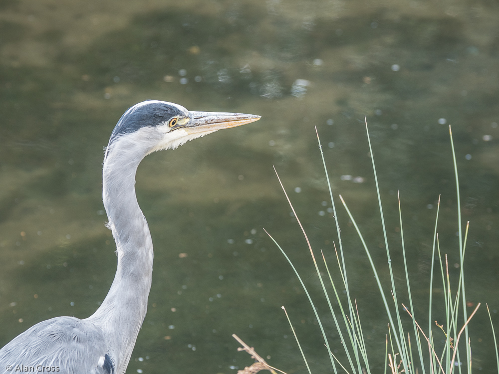 Heron in the otter enclosure