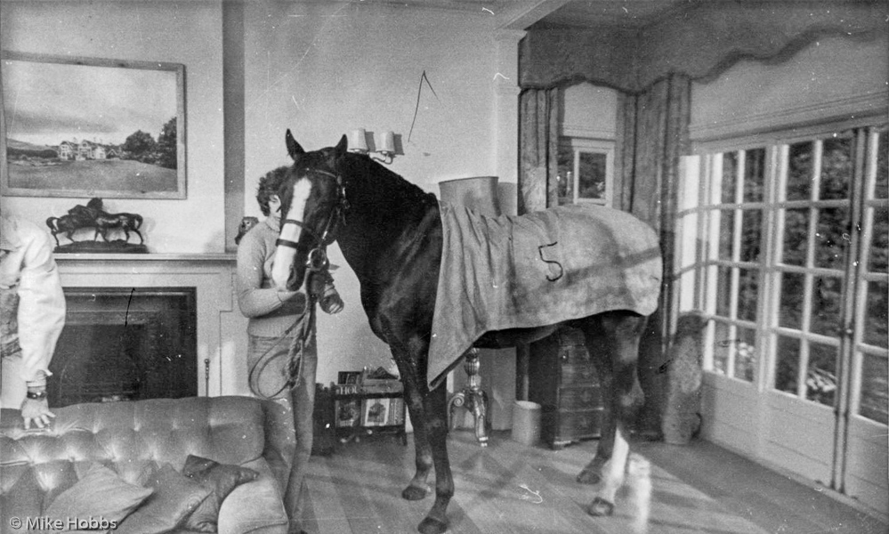 Horse in house with handler